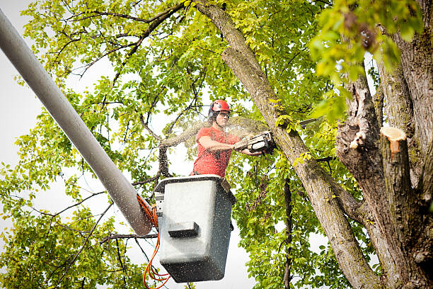 Reliable Lake Forest, IL Tree Service Solutions